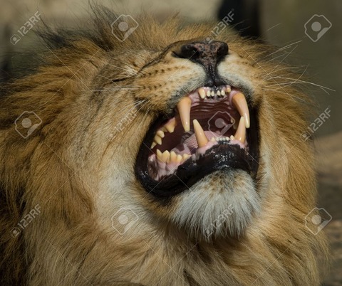2564547-beautiful-male-lion-showing-its-teeth-Stock-Photo